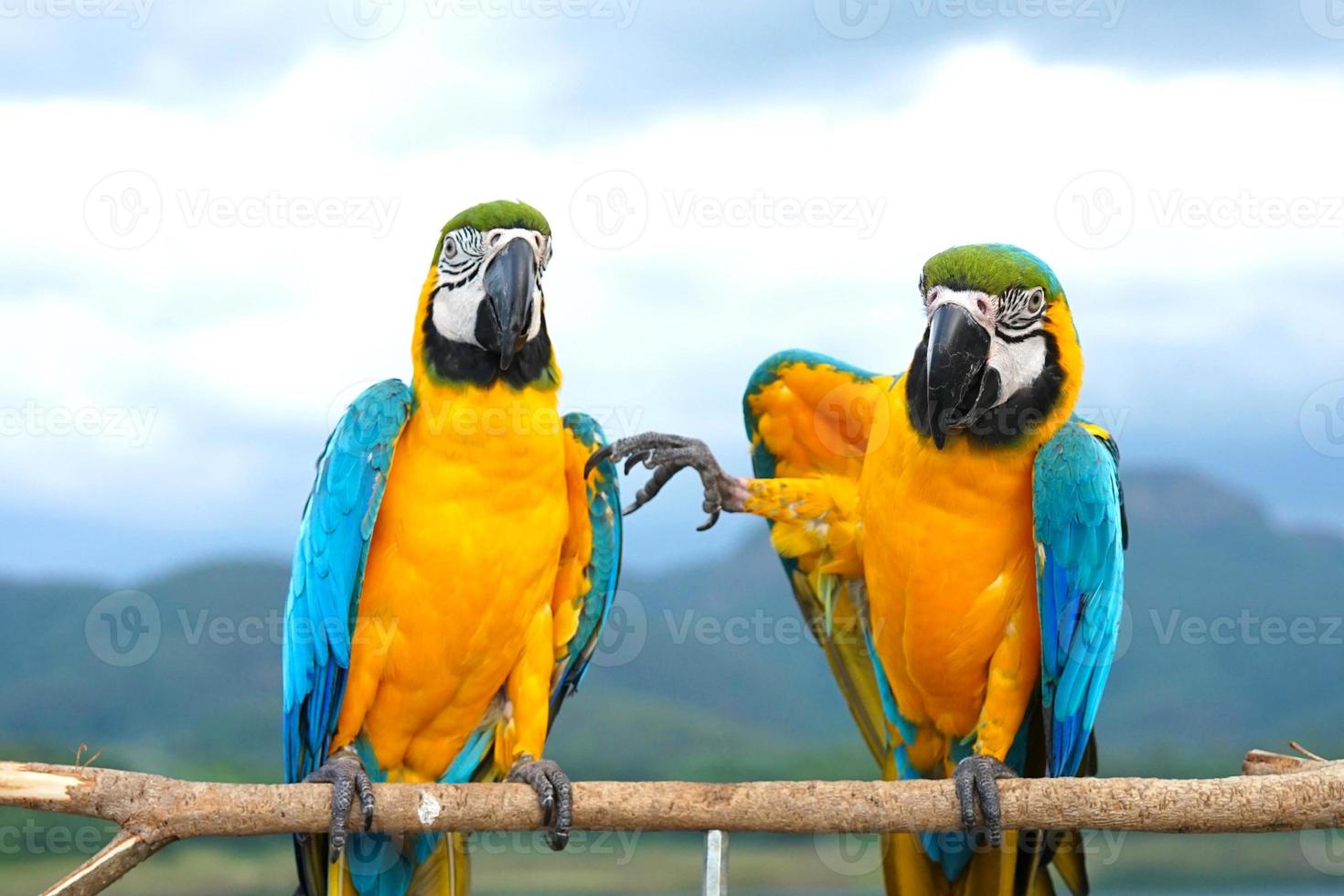 Two Blue and Gold Macaw Ara ararauna is a large South American parrot on wooden perch, one raising one leg.  natural background, mountains, sky, blur photo