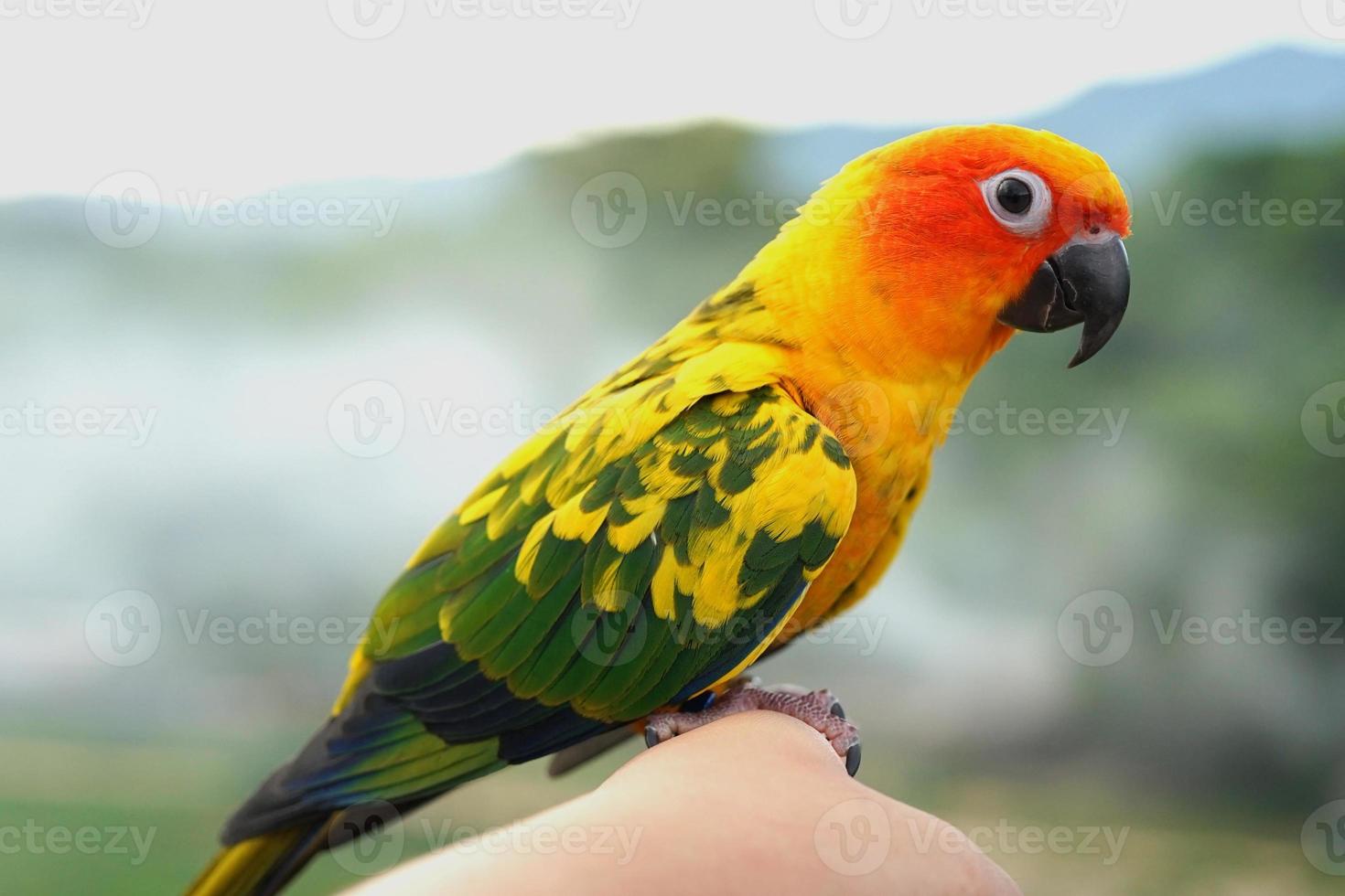 sun conure loro o pájaro hermoso es aratinga tiene amarillo en la mano fondo borroso montañas y cielo, aratinga solstitialis mascota exótica adorable, nativo de amazon foto