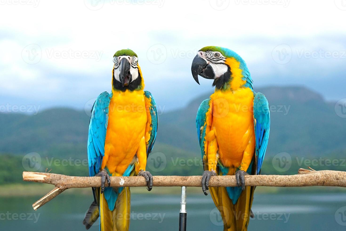 Two Blue and Gold Macaw Ara ararauna is a large South American parrot on wooden perch, natural background, mountains, sky, blur photo