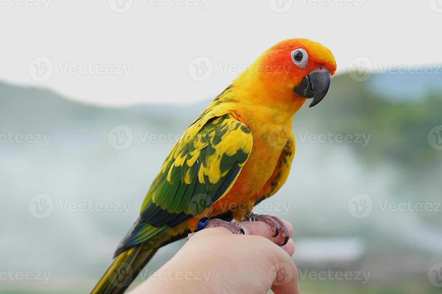 Sun conure parrot or bird Beautiful is aratinga has yellow on hand background Blur mountains and sky, Aratinga solstitialis exotic pet adorable, native to amazon photo