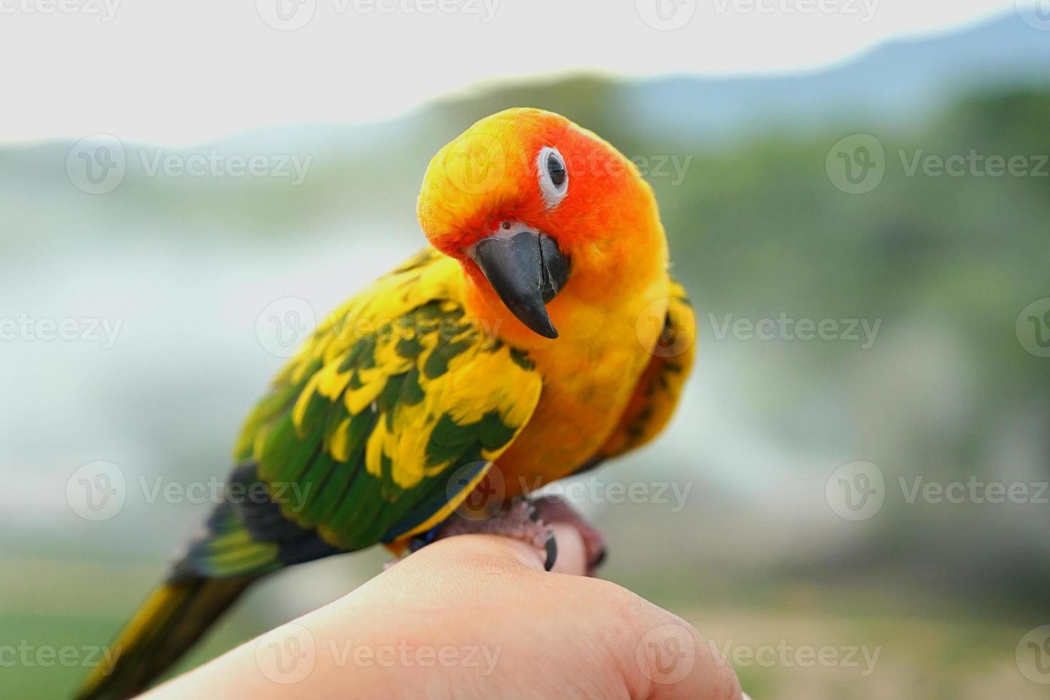 Sun conure parrot or bird Beautiful is aratinga has yellow on hand background Blur mountains and sky, Aratinga solstitialis exotic pet adorable, native to amazon photo