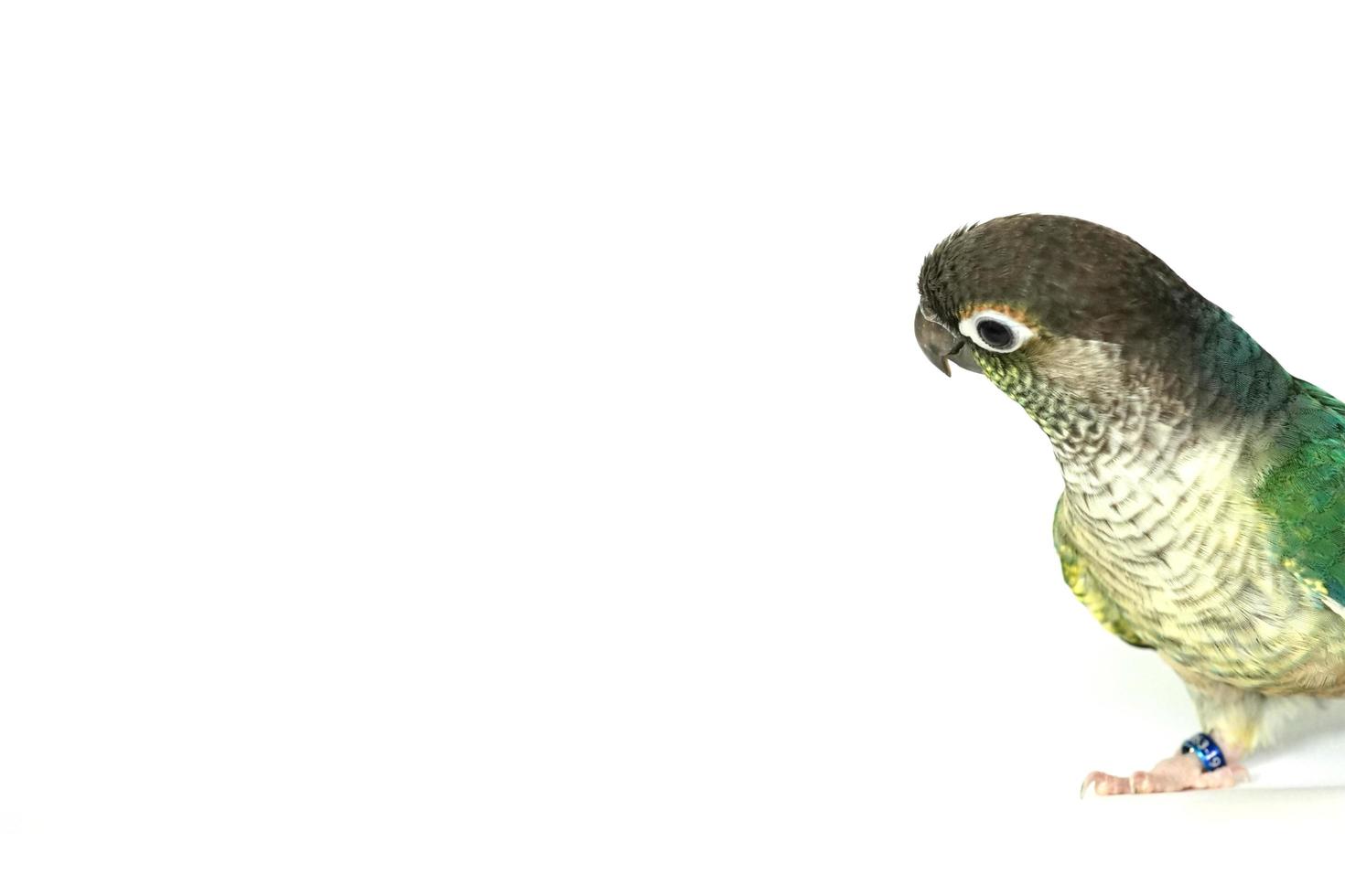 Green cheek conure blue turquoise yellow sided color isolated on right edge picture white background, the small parrot of the genus Pyrrhura, has a sharp beak. Native to South America. photo