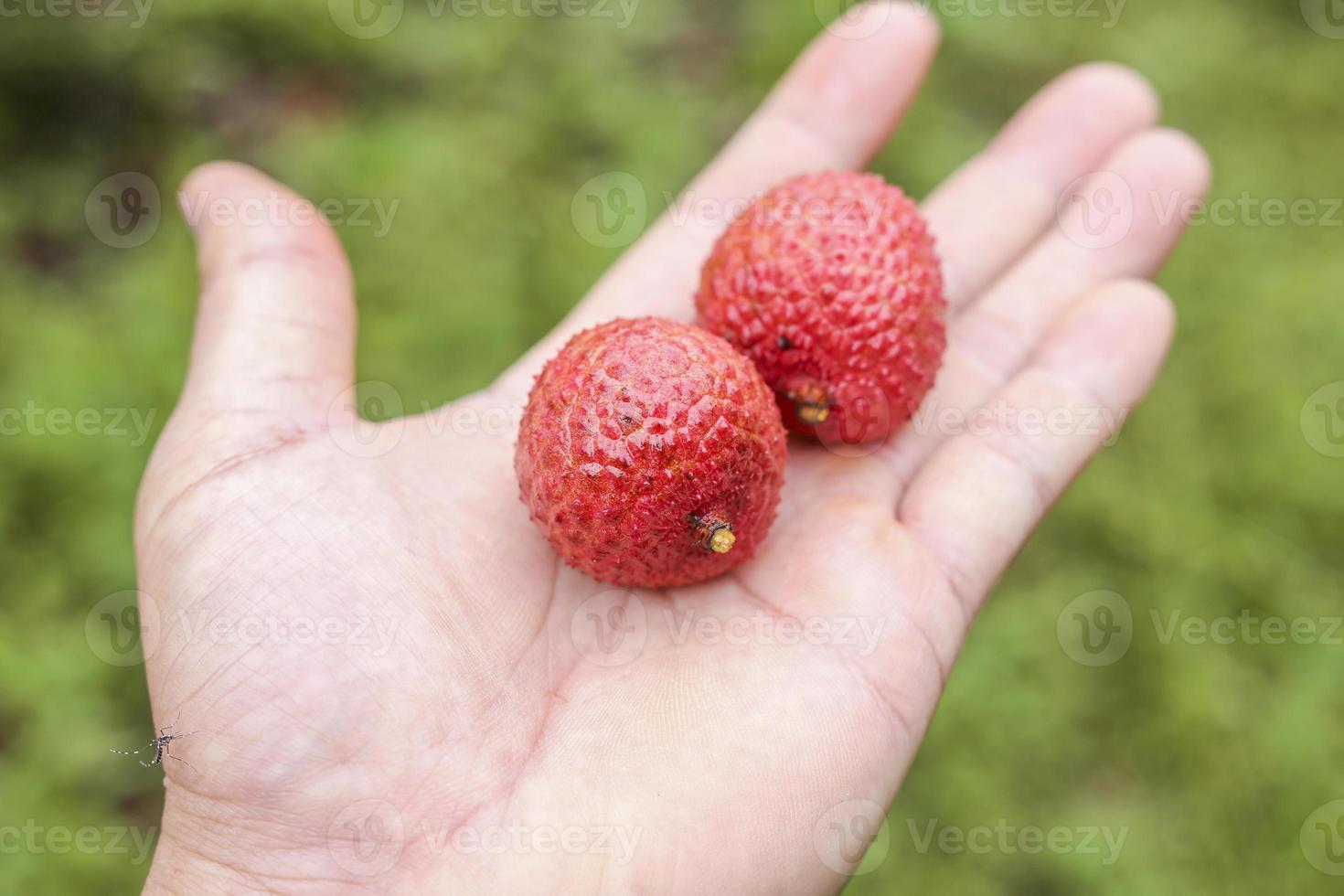 mano que sostiene la fruta de lichi foto