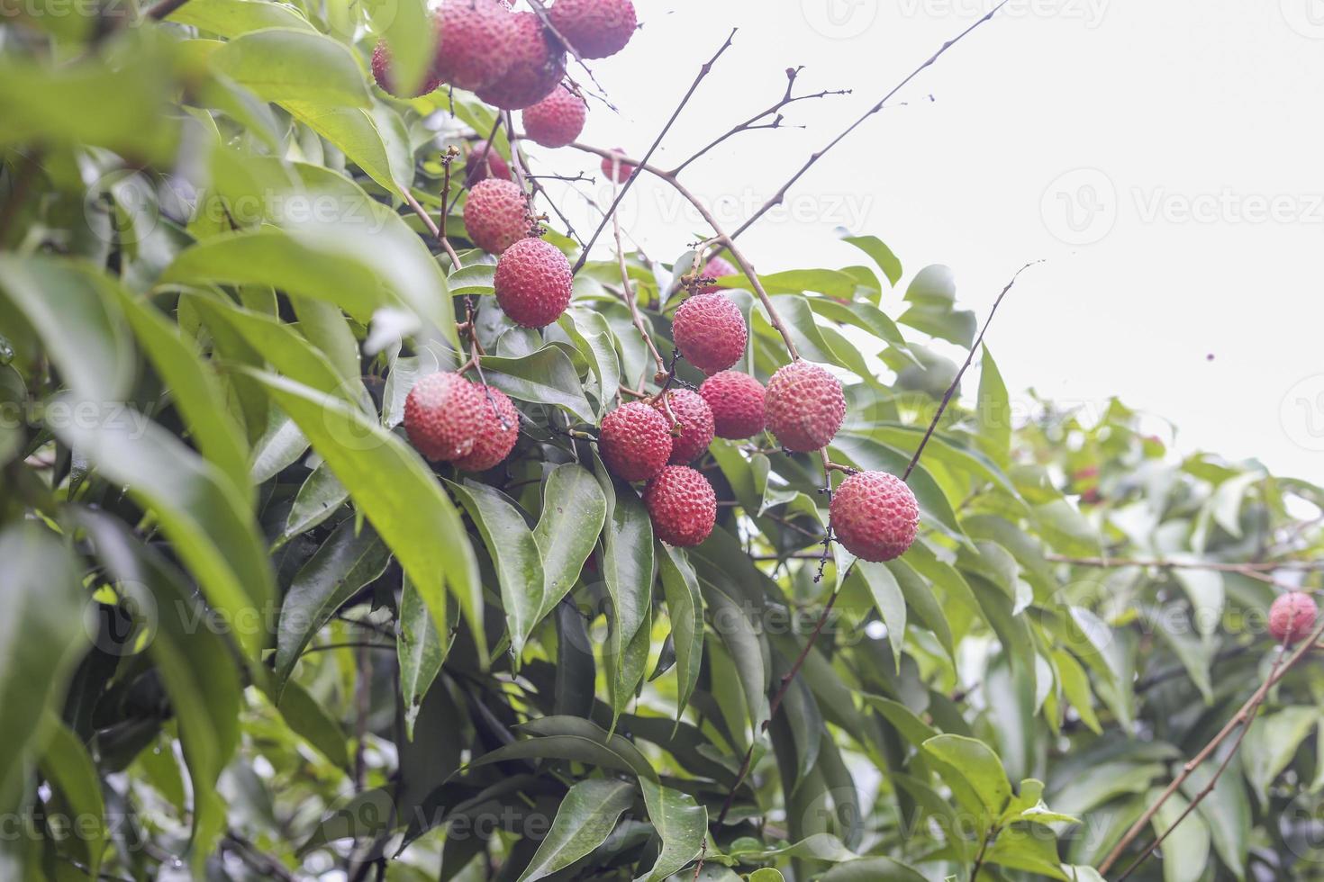 fruta de lichi en el árbol foto