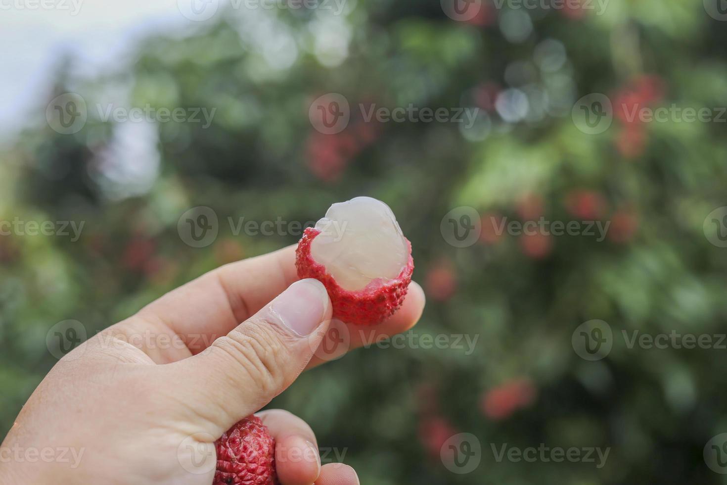 mano que sostiene la fruta de lichi foto