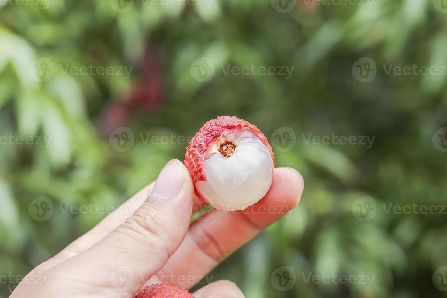 mano que sostiene la fruta de lichi foto