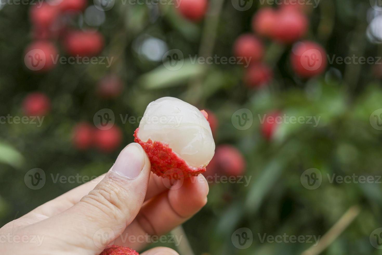 mano que sostiene la fruta de lichi foto