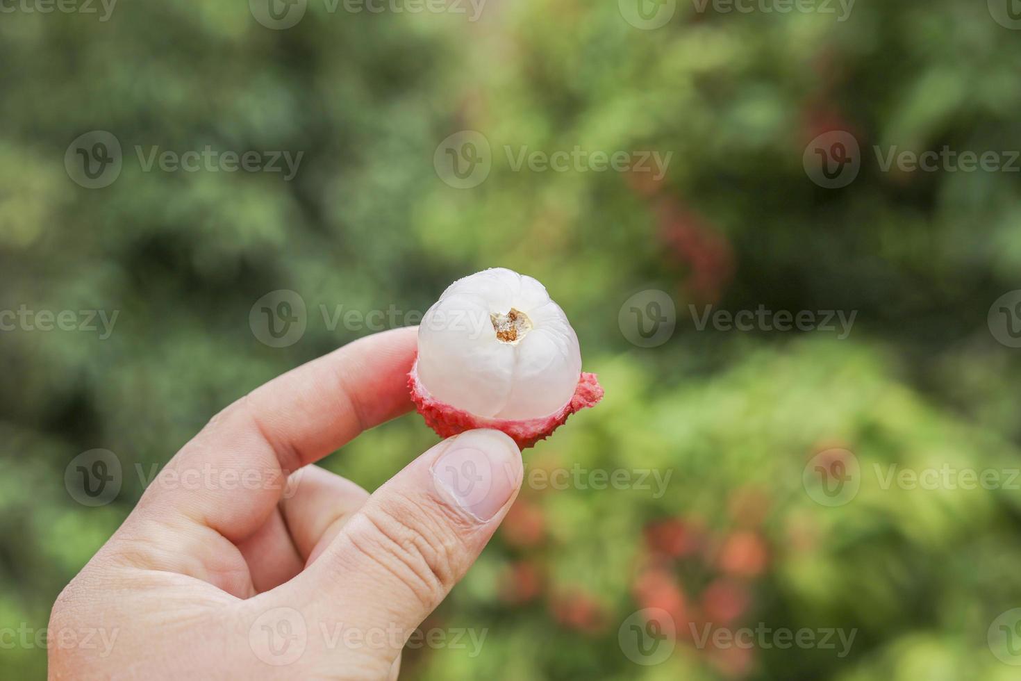 mano que sostiene la fruta de lichi foto