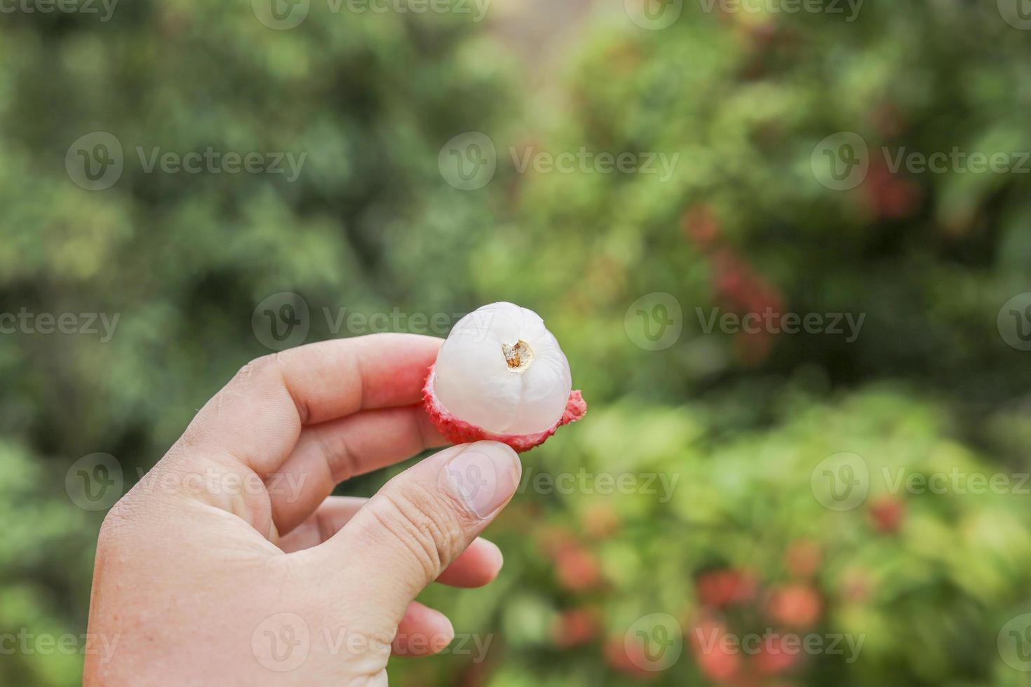 mano que sostiene la fruta de lichi foto