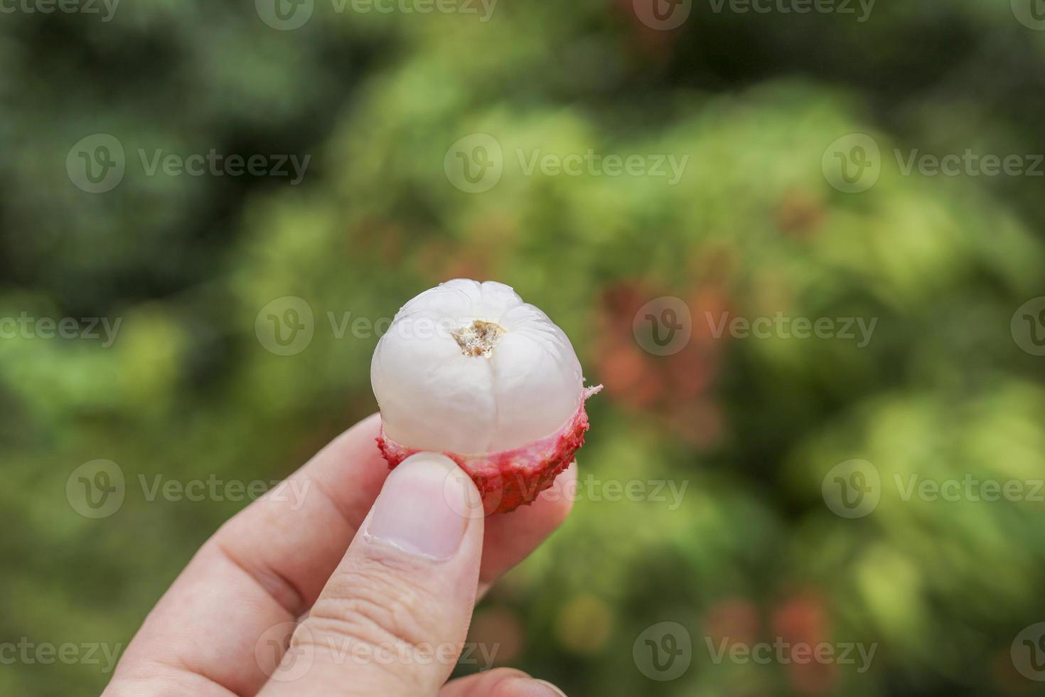 mano que sostiene la fruta de lichi foto