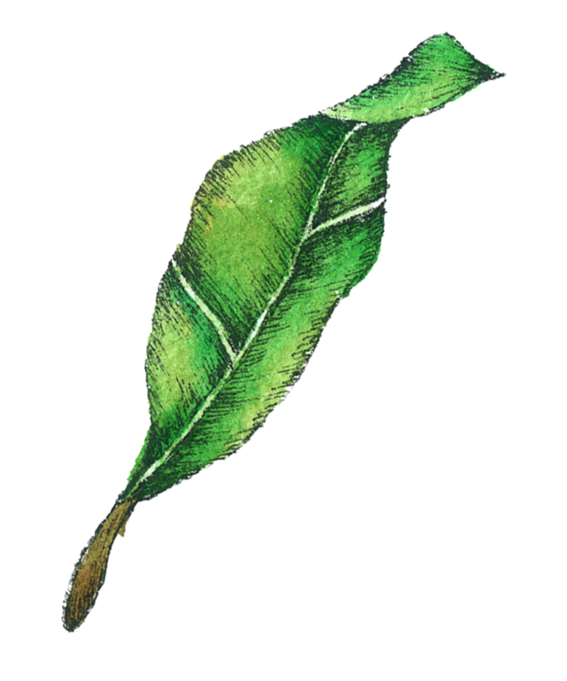 citron vattenfärg handfärg png