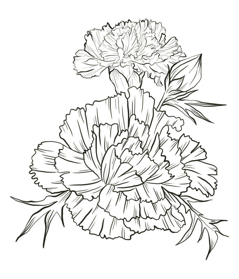 arte de línea de flor de clavel png