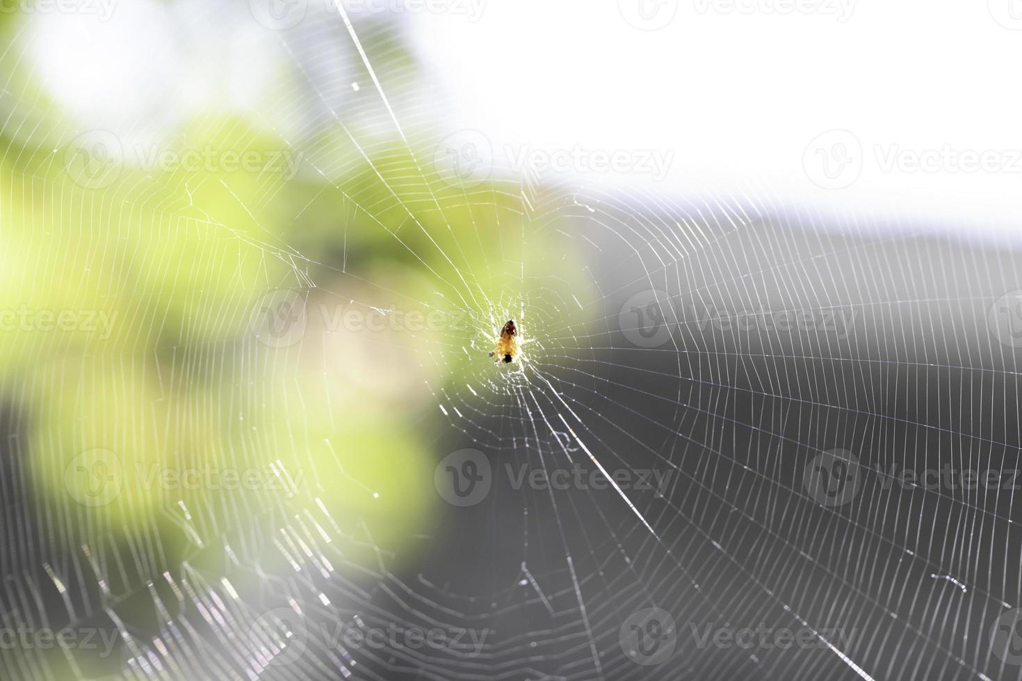 araña en la web foto