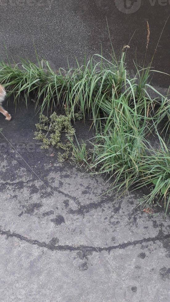 Green grass grew on the asphalt in the city photo