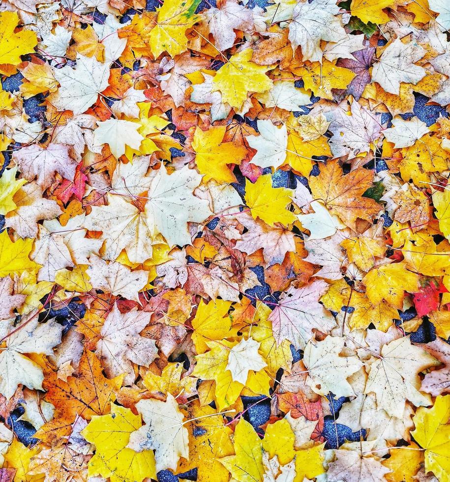 hojas doradas de otoño. las hojas de otoño de color dorado yacen en el suelo. luz natural del bosque, luz solar brillante. estado de ánimo sereno y tranquilo de otoño. foto