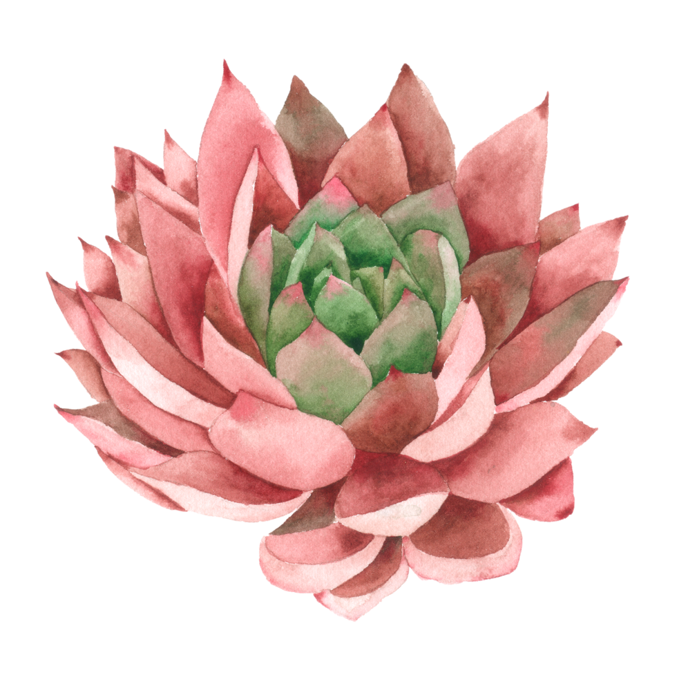 pintura de mano de acuarela de cactus png