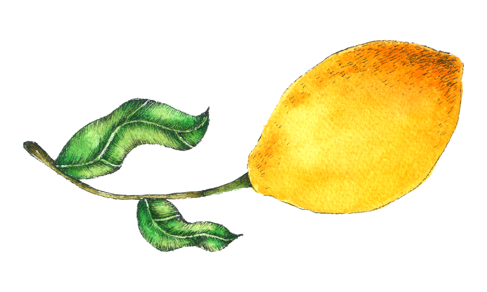 peinture à la main aquarelle au citron png