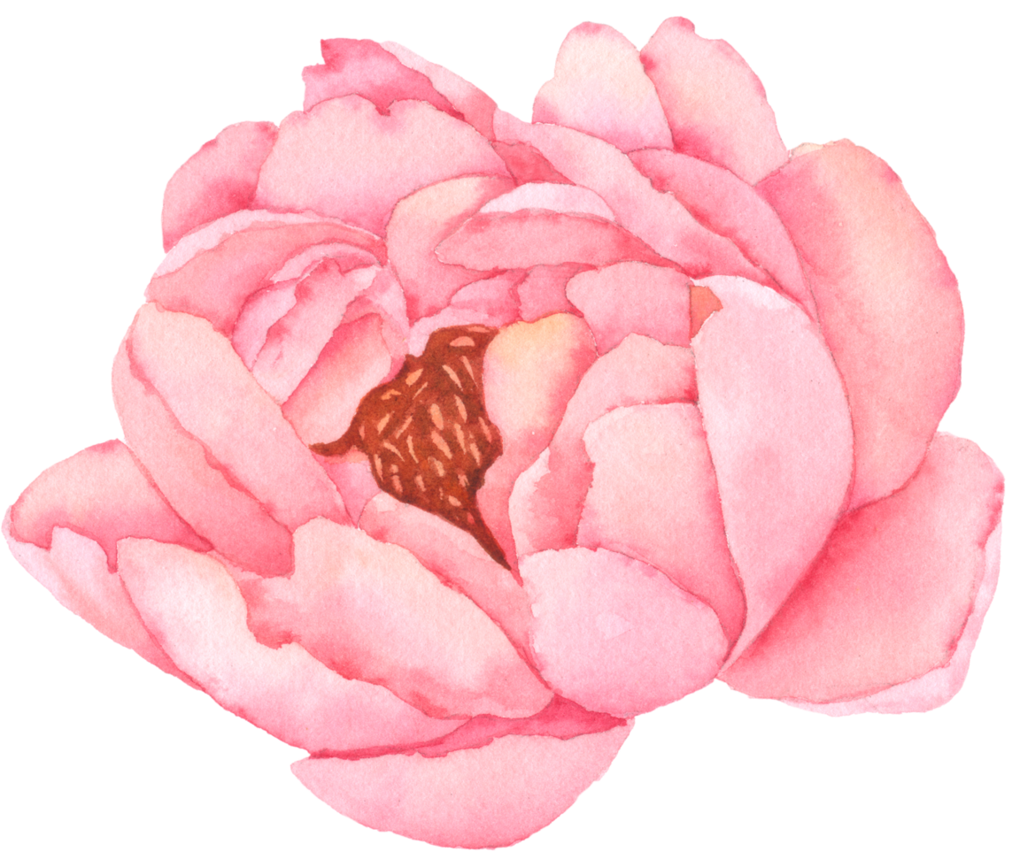 Peony flower watercolor hand paint png