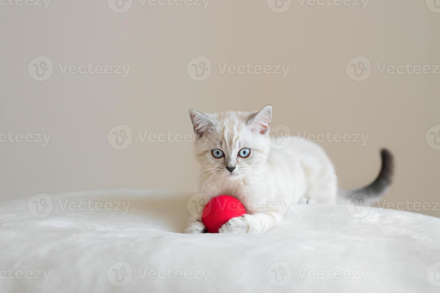 lindo gatito escocés de ojos azules beige acostado con bola roja. foto