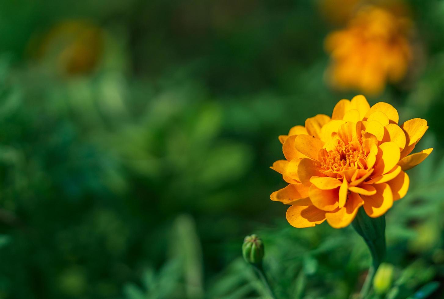 Close up one yellow flower and blur background and text space photo