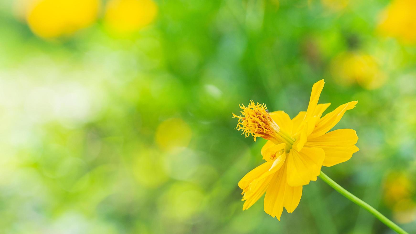 lone yellow flower close up picture and blur bokeh background photo
