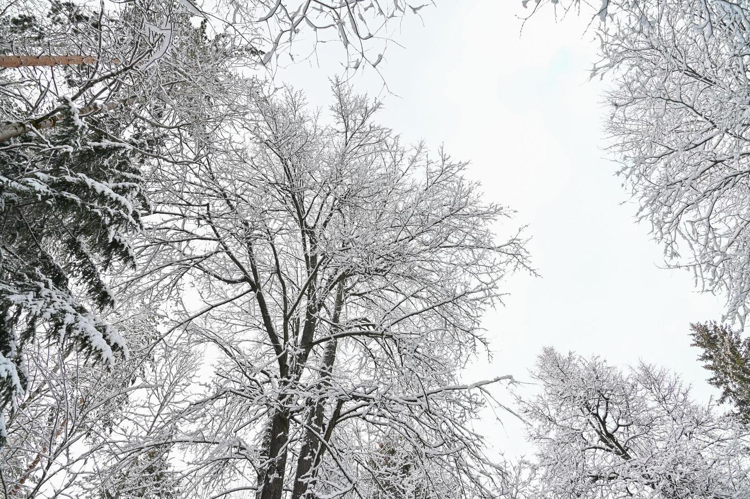 bosque de pinos de invierno bajo la nieve, hermoso paisaje nevado foto