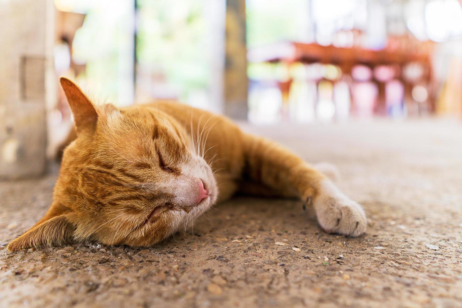 Close up picture of orange cat sleeping on the floor photo