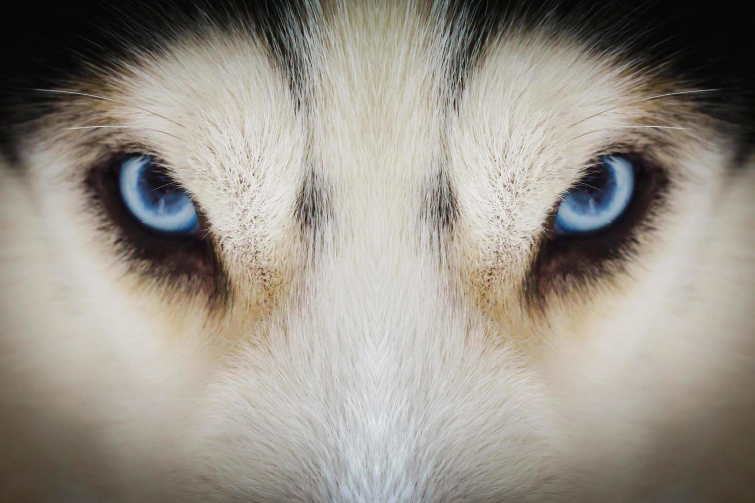 Close up on blue eyes of a husky dog with vignette photo