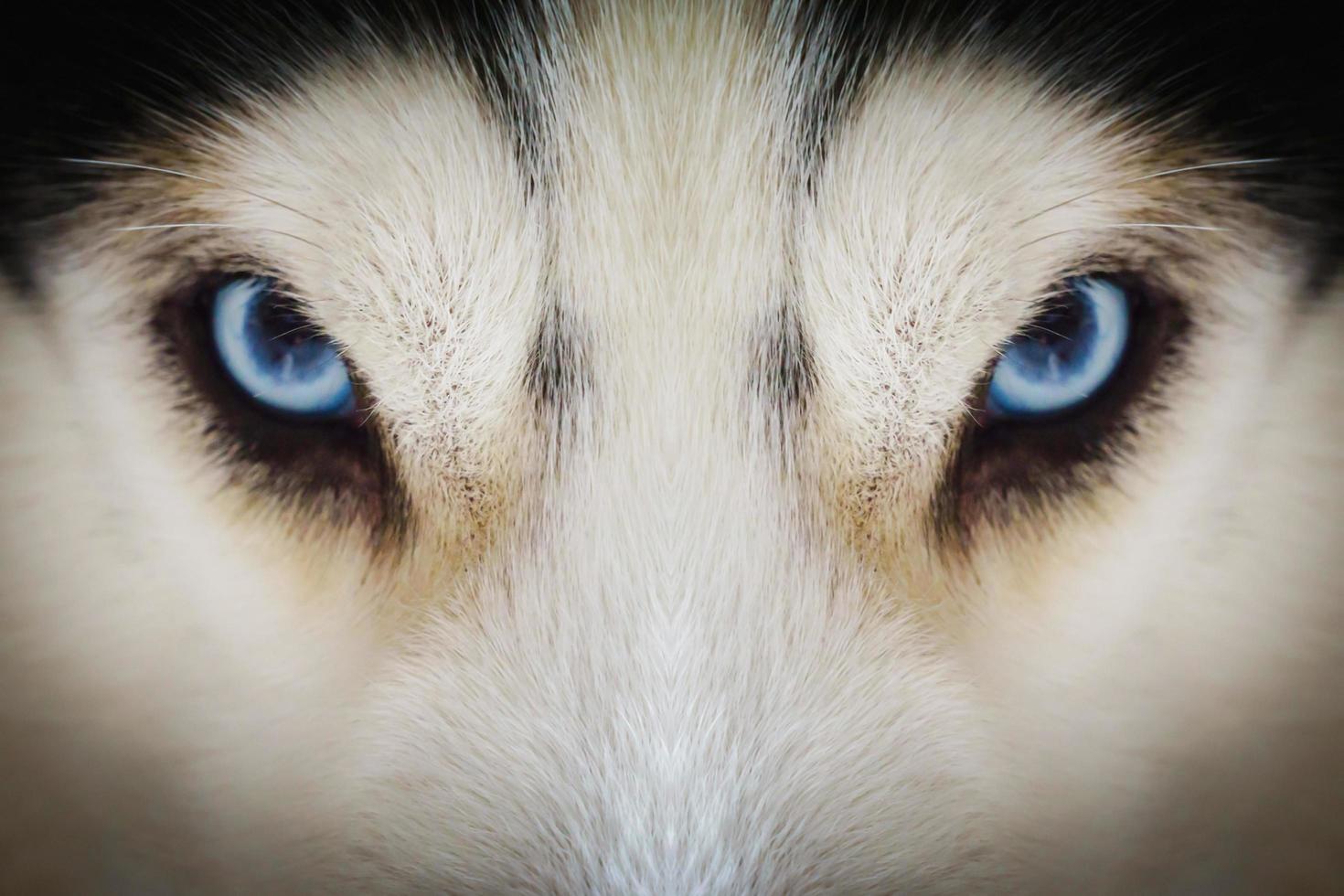 cerrar los ojos azules de un perro husky con viñeta foto