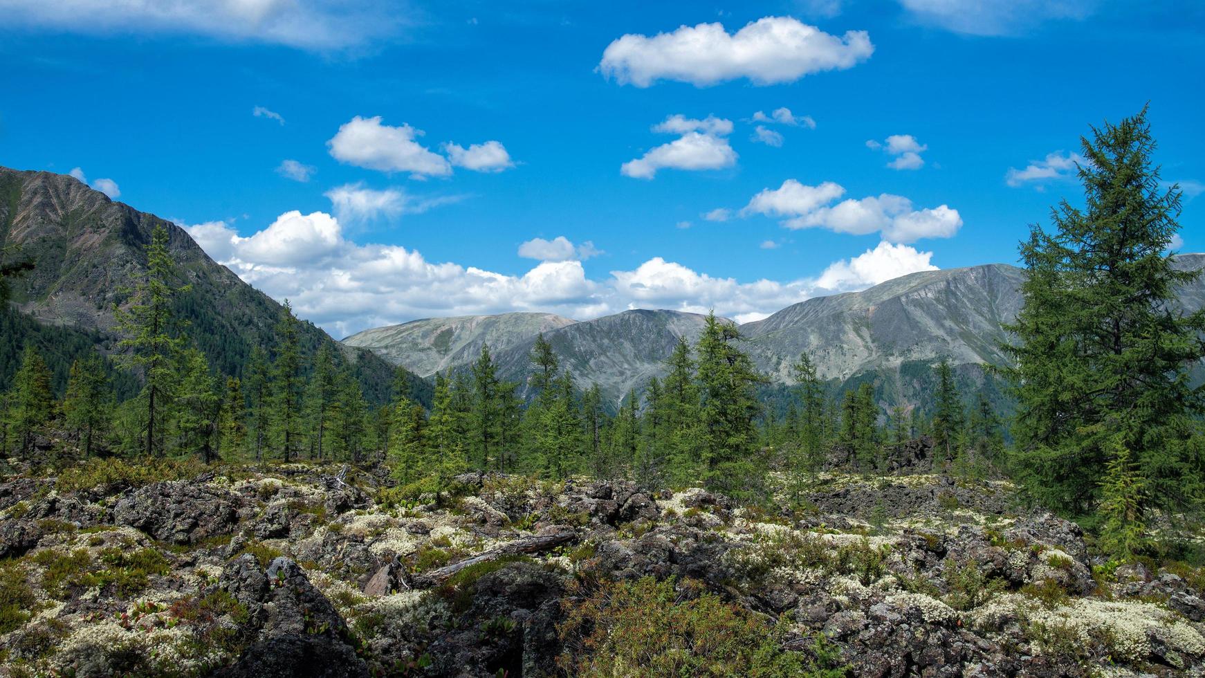 Beautiful mountain landscape, with fir trees and moss growing on frozen lava field. Volcano valley, Russia, Siberia, Eastern Sayan photo