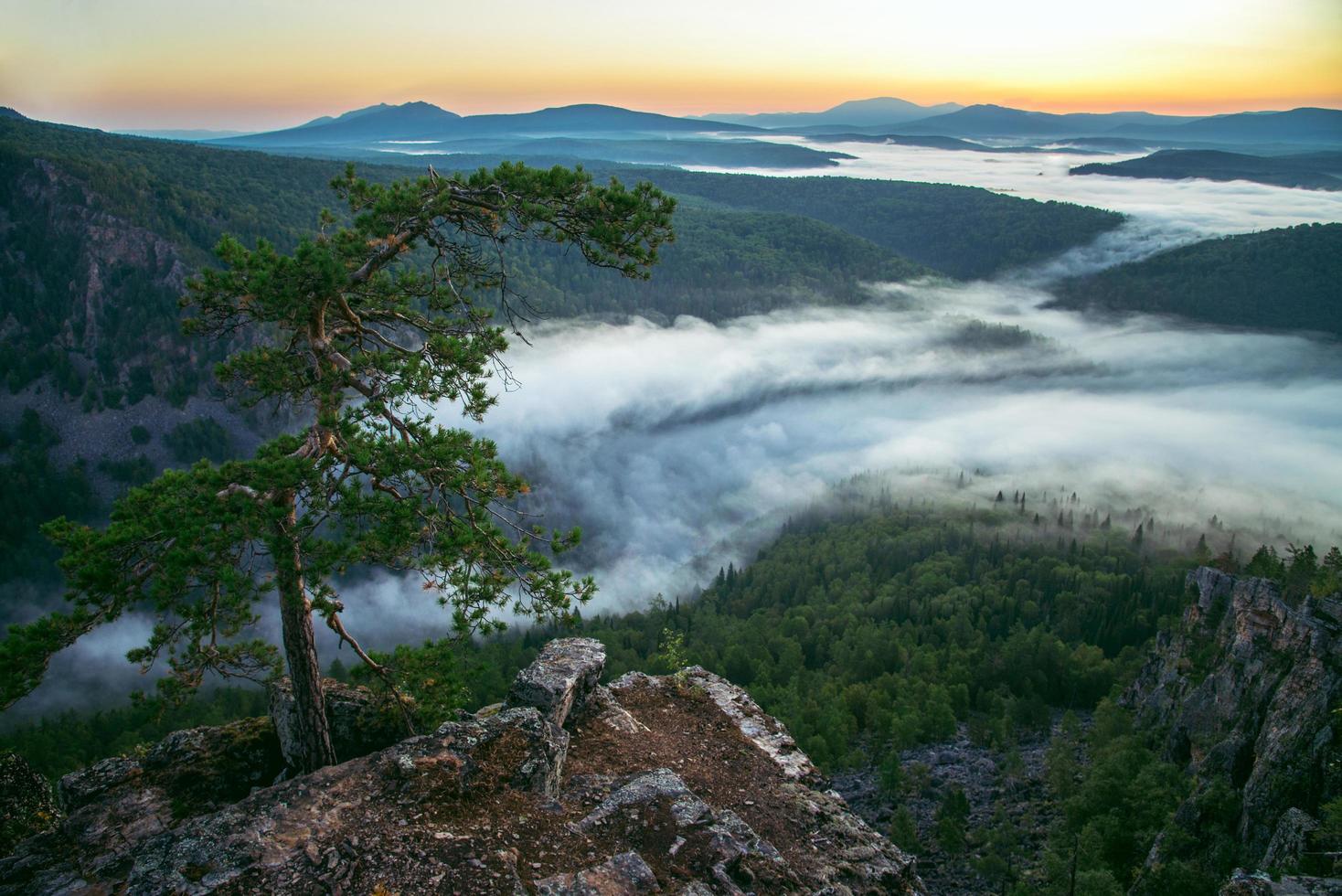 hermoso pino solitario en la cima de la montaña, paisaje escénico con niebla en la mañana de verano, rusia, ural. foto