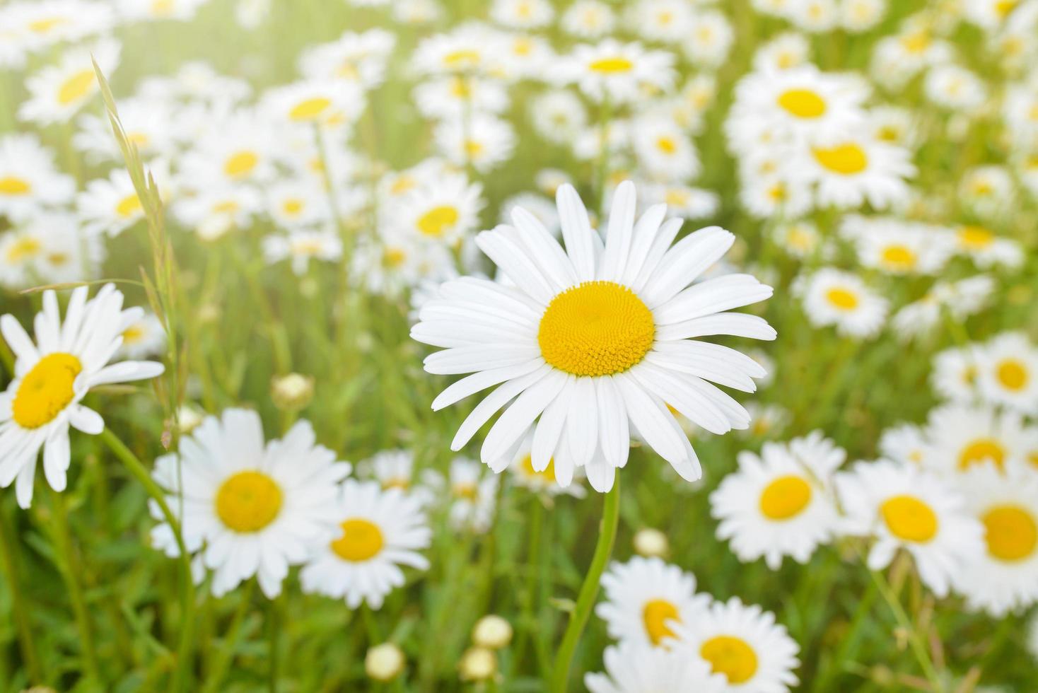 Brightly colored chamomile flowers, Daisies on blurred meadow background at sunny day . photo