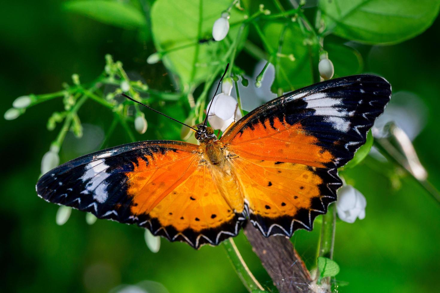 mariposa naranja nombre leopardo crisopa comiendo en flor naturaleza fondo macro foto