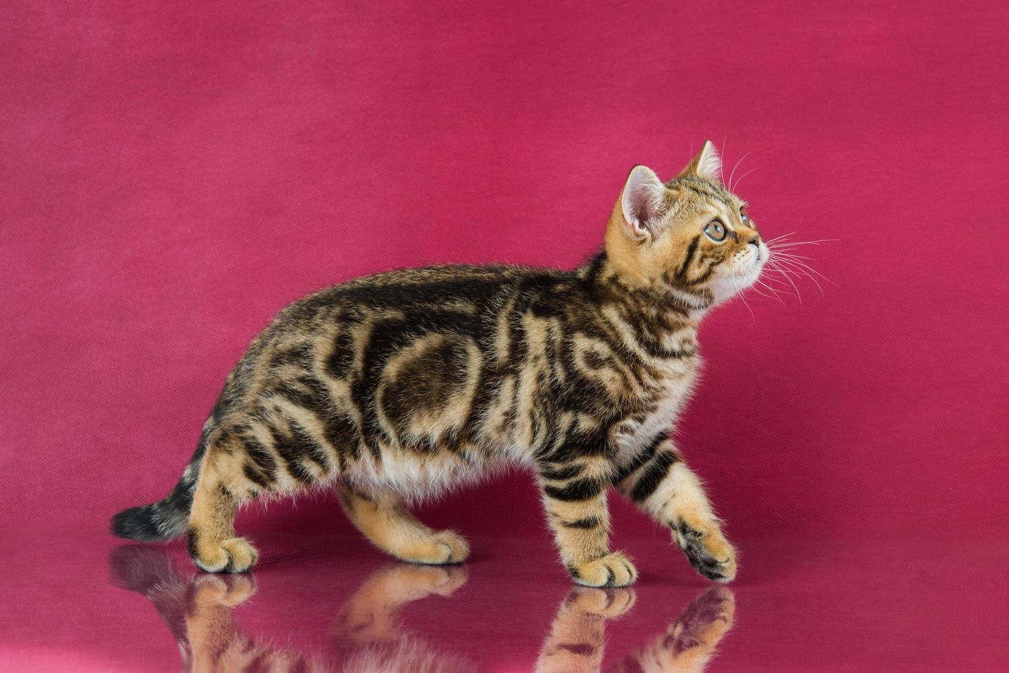 gatito atigrado británico de pelo corto, gato británico sobre fondo de estudio de cereza con reflejo. foto