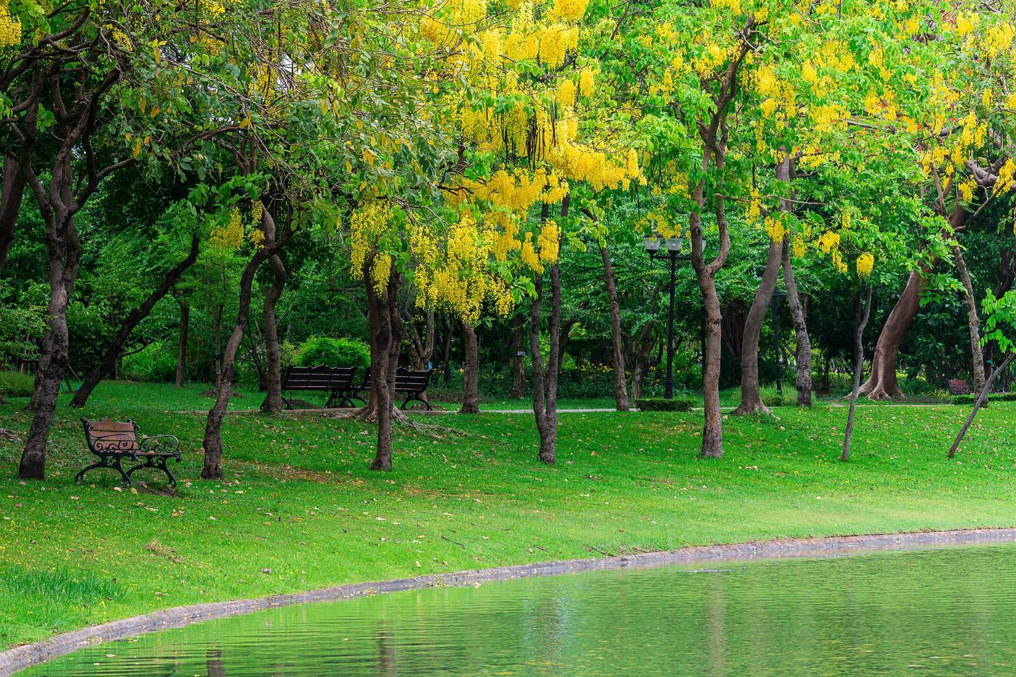 Bench under the tree in public park photo