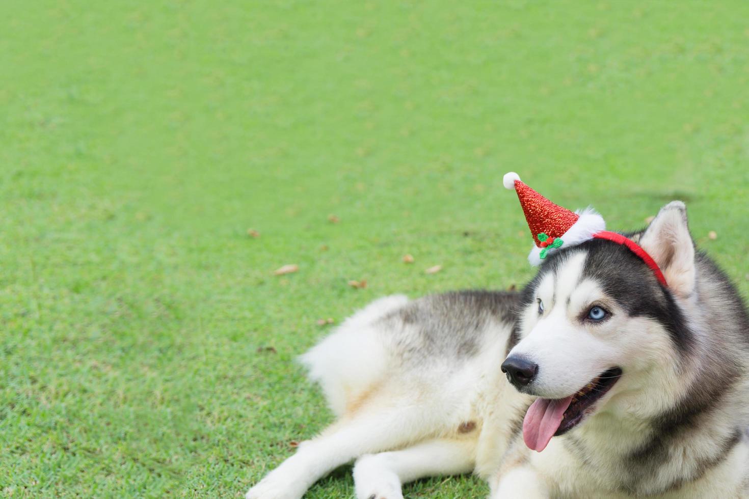 Christmas and Happy new year concept. Siberian husky dog dressed santa claus and  lying on the green grass in the christmas event. photo