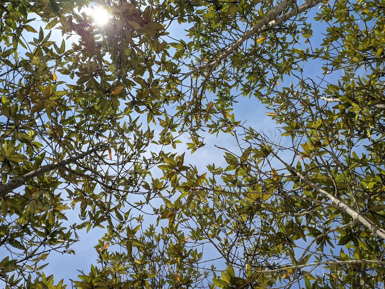 leaves from the mangrove forest with sunlight visible from between the leaves, low angle shooting photo