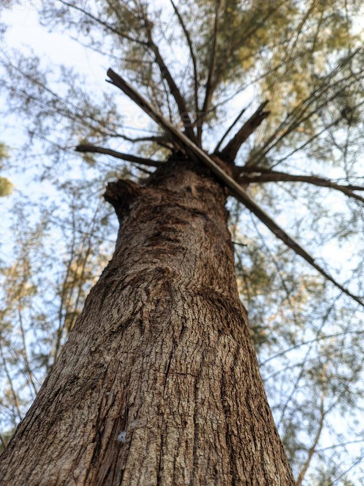 close up of a big old tree in the middle of the forest, blue sky seen from the tree branches, low angle view photo