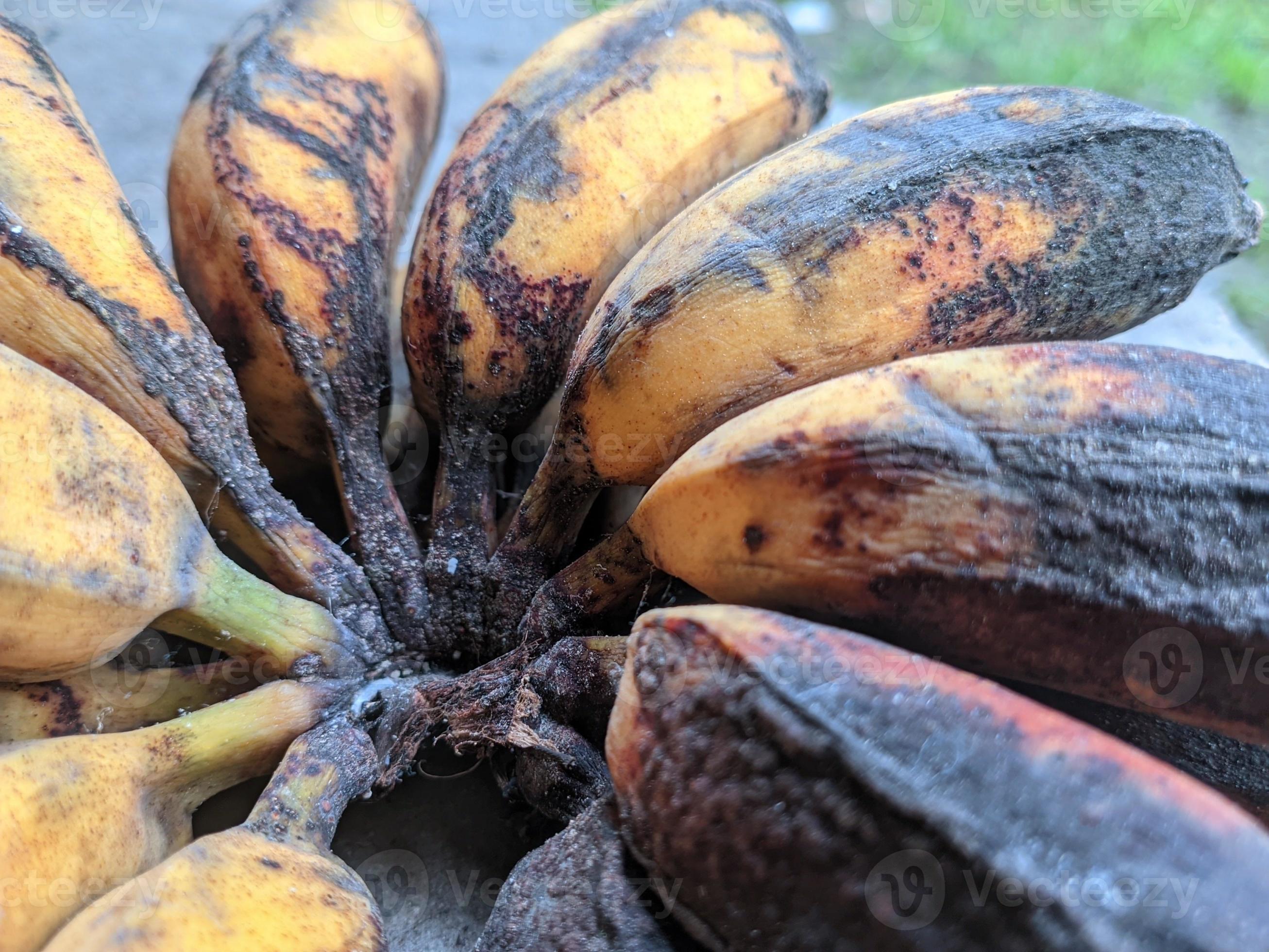 closeup of a banana that is starting to rot or turn black 10234581