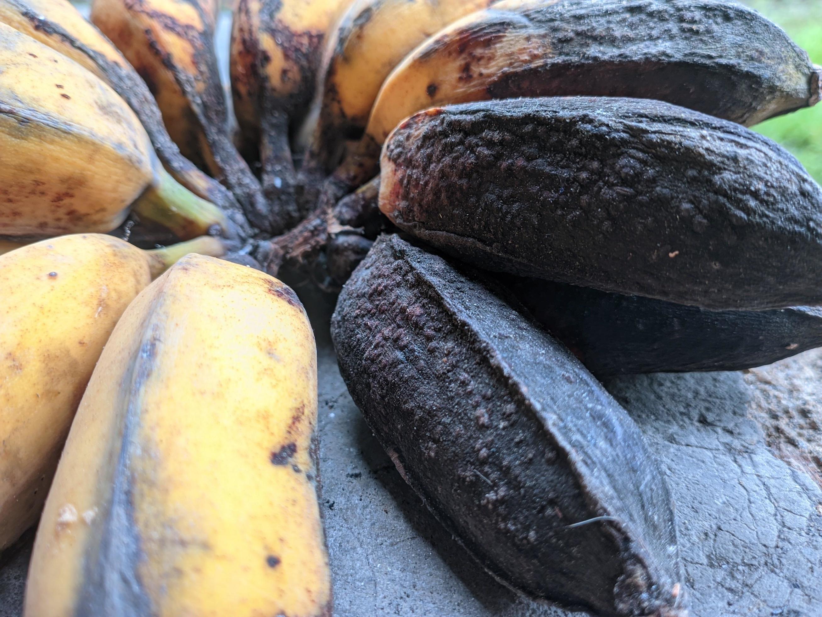 closeup of a banana that is starting to rot or turn black 10234584