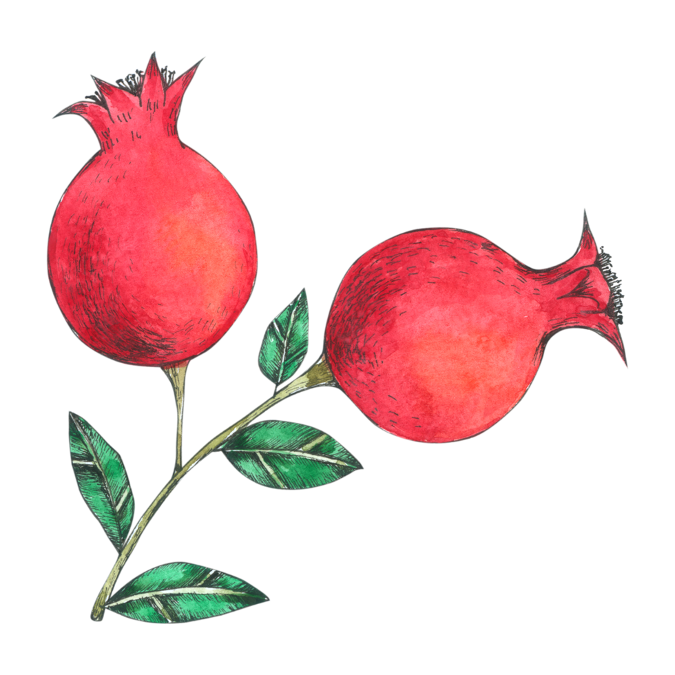 Pomegranate fruit watercolor png