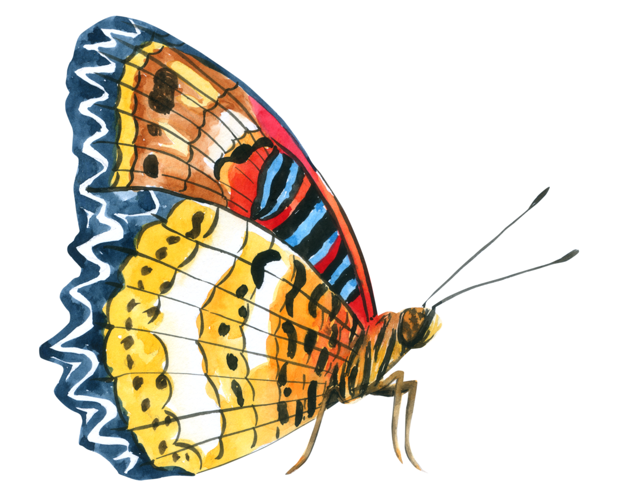 pintura à mão em aquarela de borboleta png