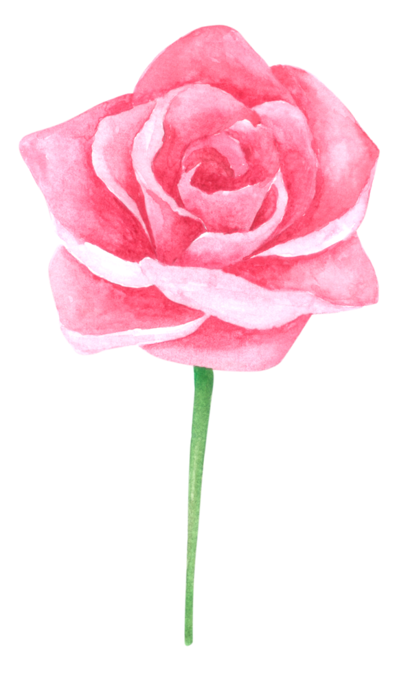 Rose flower watercolor hand paint png