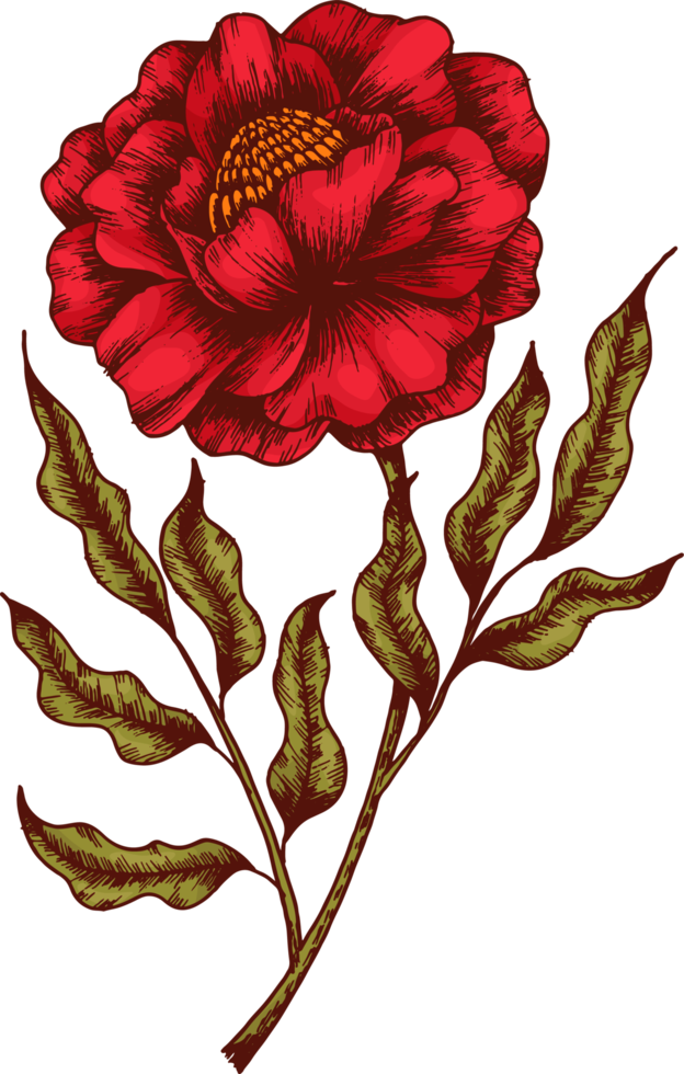 hand draw sketch flower and leaf png