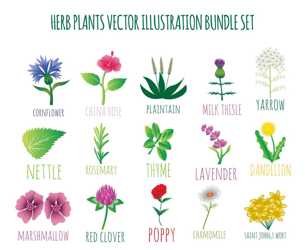 herb plant flower and leaf vector illustration bundle set