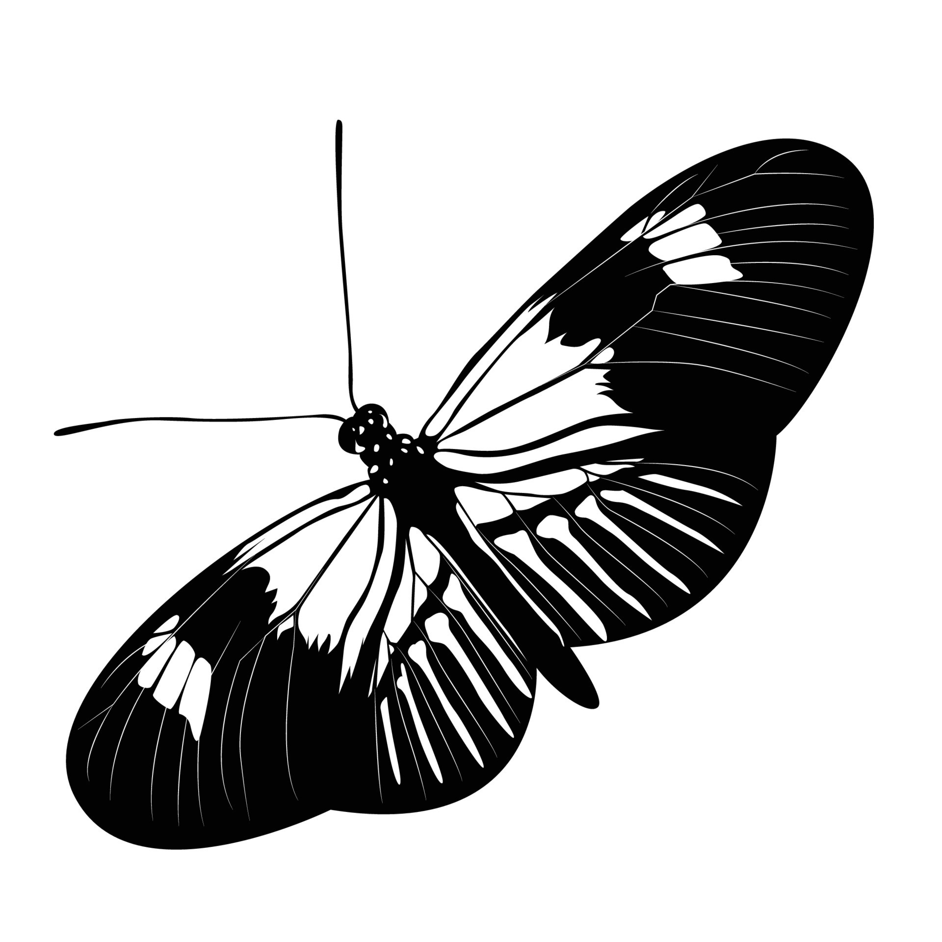 black and white butterfly 10235395 Vector Art at Vecteezy