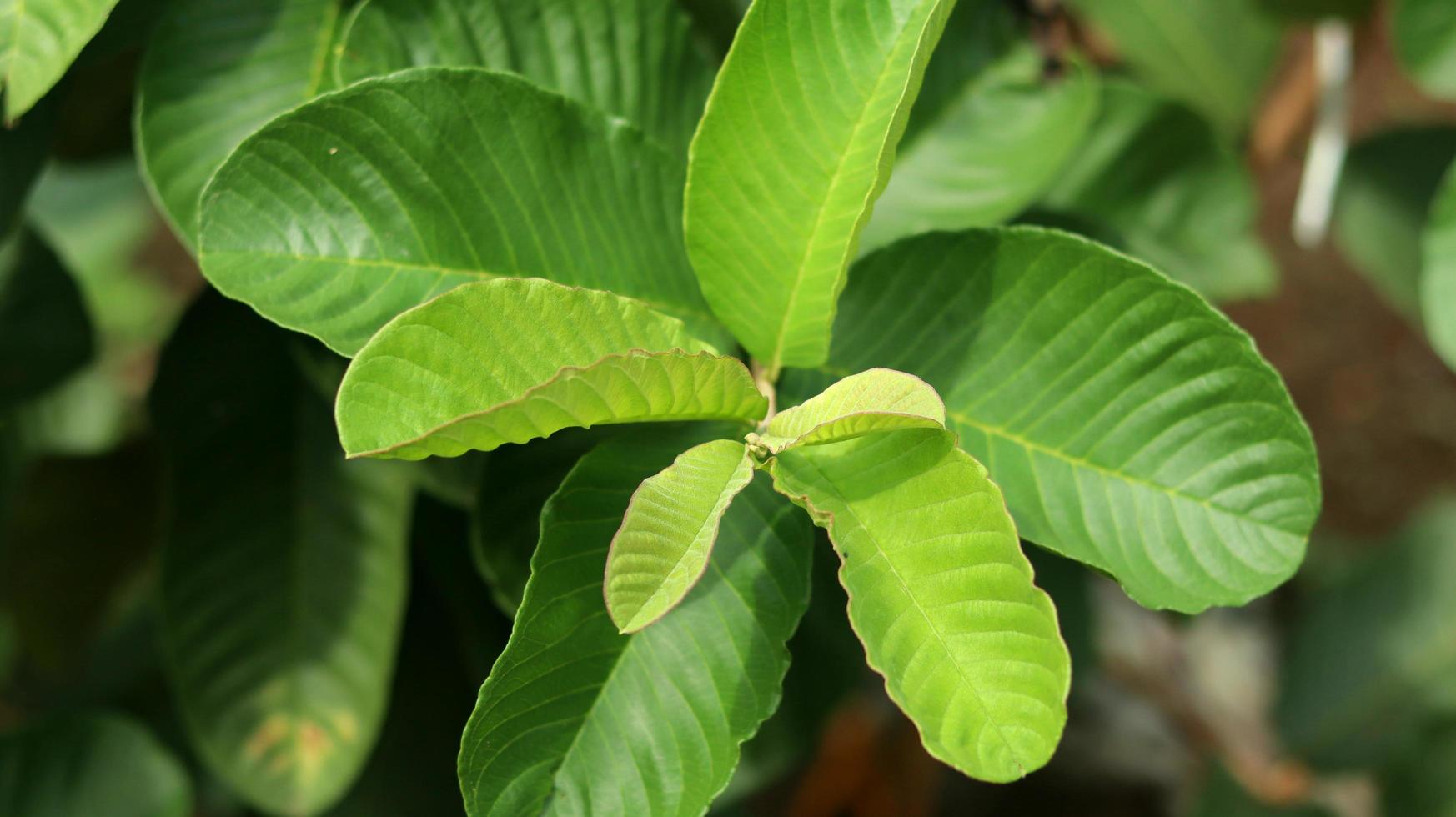guava-leaf-stock-photos-images-and-backgrounds-for-free-download