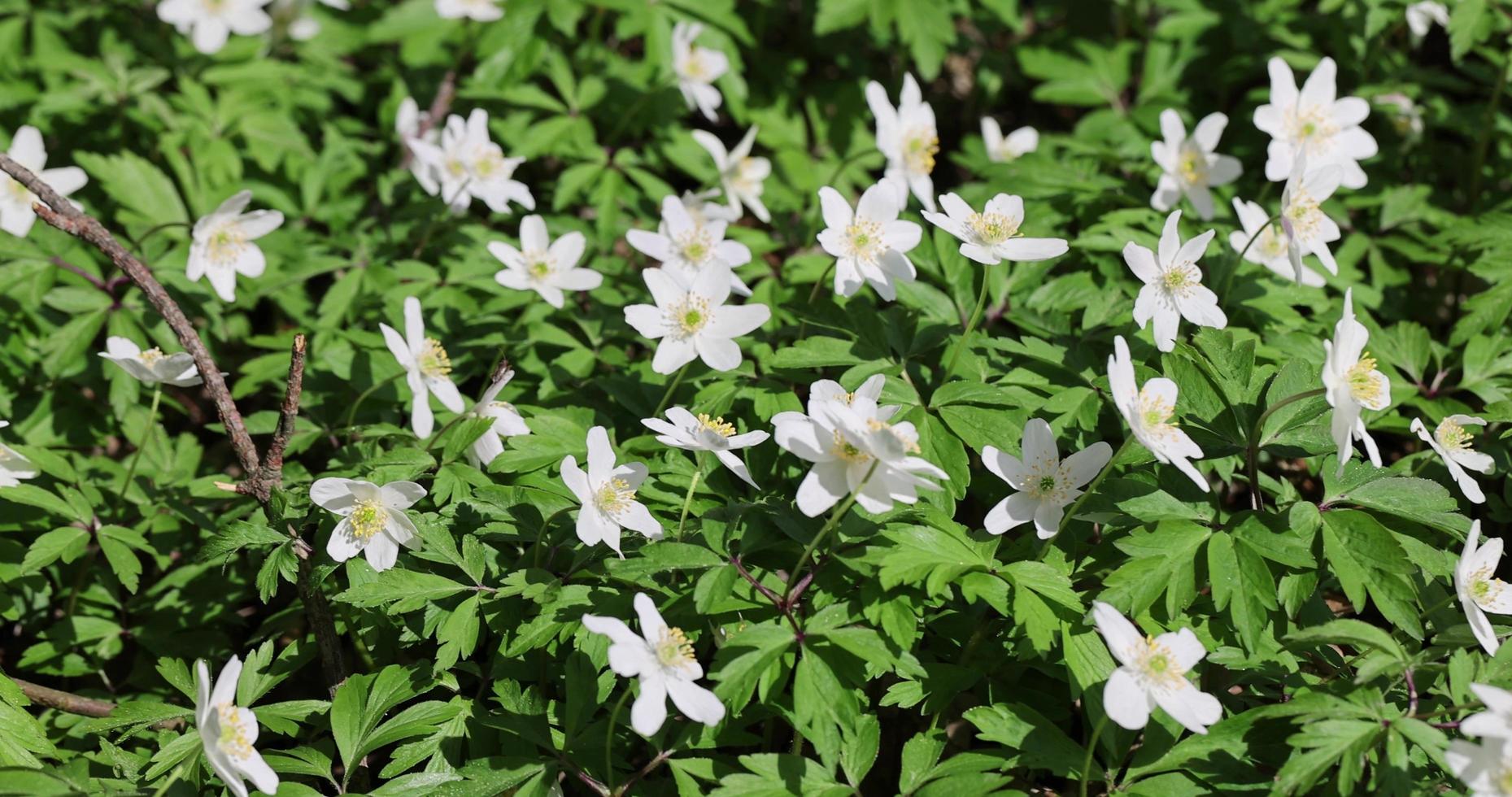 beautiful spring flowers in windy weather in the forest photo