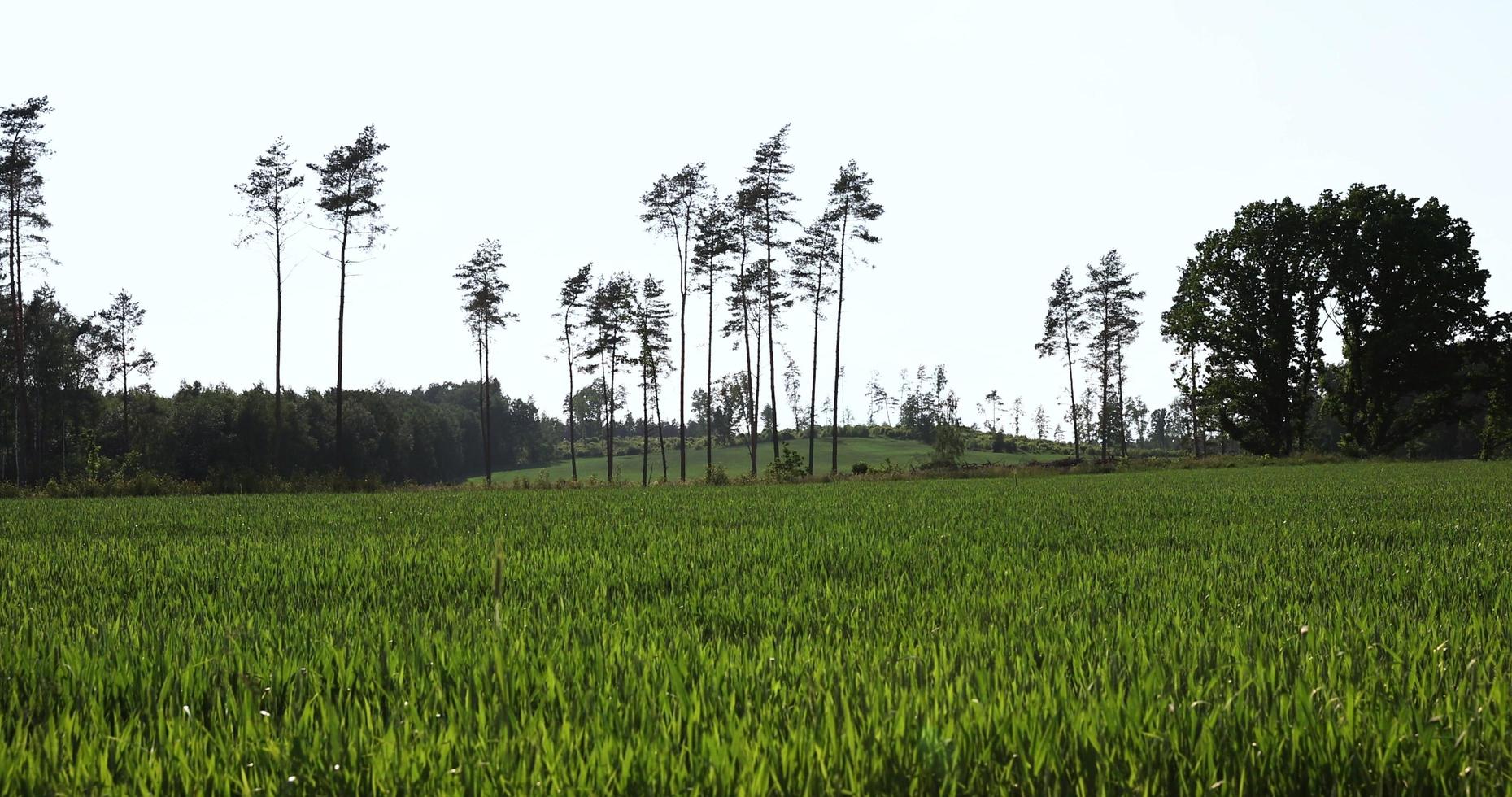An agricultural field where ripening cereals grow photo