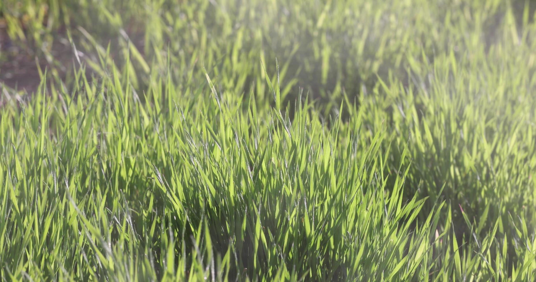 green grass in windy weather and water drops flying nearby photo